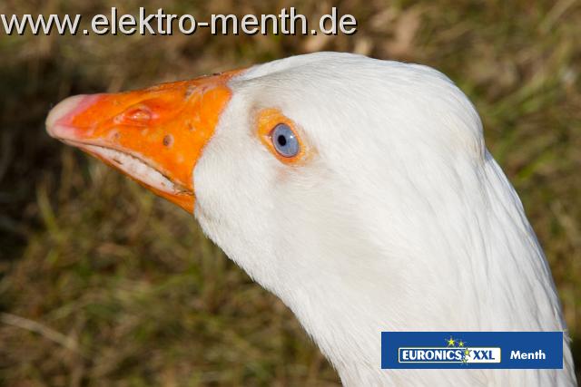 Foto Laudi -90.JPG
